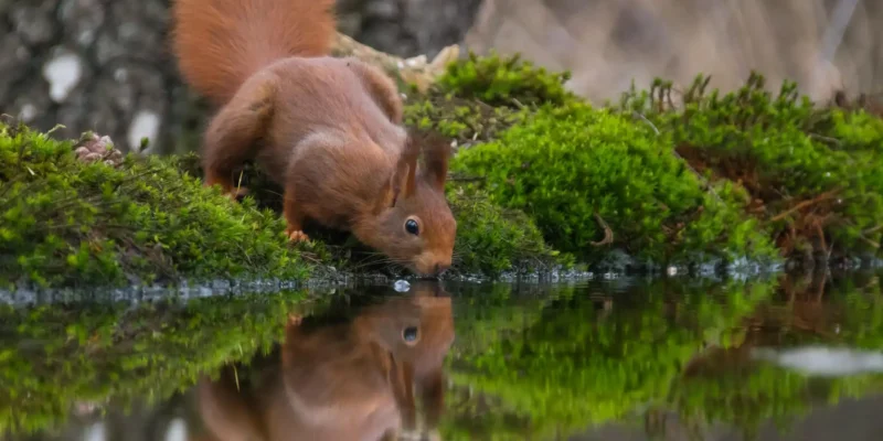 Ein detailliertes Naturfoto zeigt ein kleines, rotbraunes Eichhörnchen, das sich an einer Wasserstelle über eine Schicht leuchtend grünes Moos beugt. Das Tier trinkt aus der Wasseroberfläche, was eine fast perfekte Spiegelung seines Körpers erzeugt. Das Bild fängt die Interaktion zwischen der Tierwelt und der Pflanzenwelt (Flora und Fauna) in einem Waldgebiet ein.