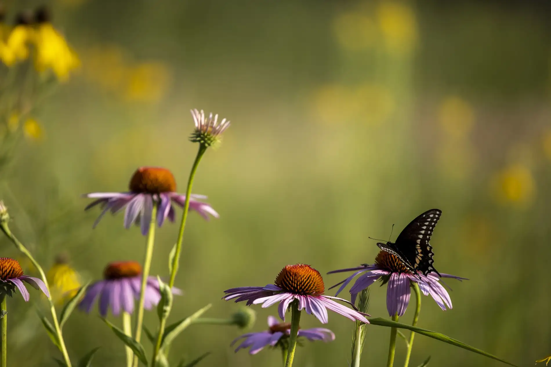 Ein Nahaufnahme-Bild fängt eine Szene aus der Natur ein, die die Wechselwirkung von Flora und Fauna darstellt. Eine dunkle Schwalbenschwanz-Schmetterlingsart sitzt auf einer lila-rosa Echinacea-Blüte mit einem orange-braunen Zentrum. Weitere Echinacea-Blüten und unscharfe gelbe Blumen sind im Hintergrund vor einem weichen, grünen Feld zu sehen. Das Bild symbolisiert die biologische Vielfalt und Flora und Fauna und die Abhängigkeit von Pflanze und Tier.